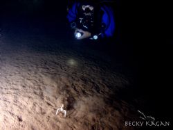 STALKING! cave diver following an albino crayfish in Hole... by Becky Kagan 